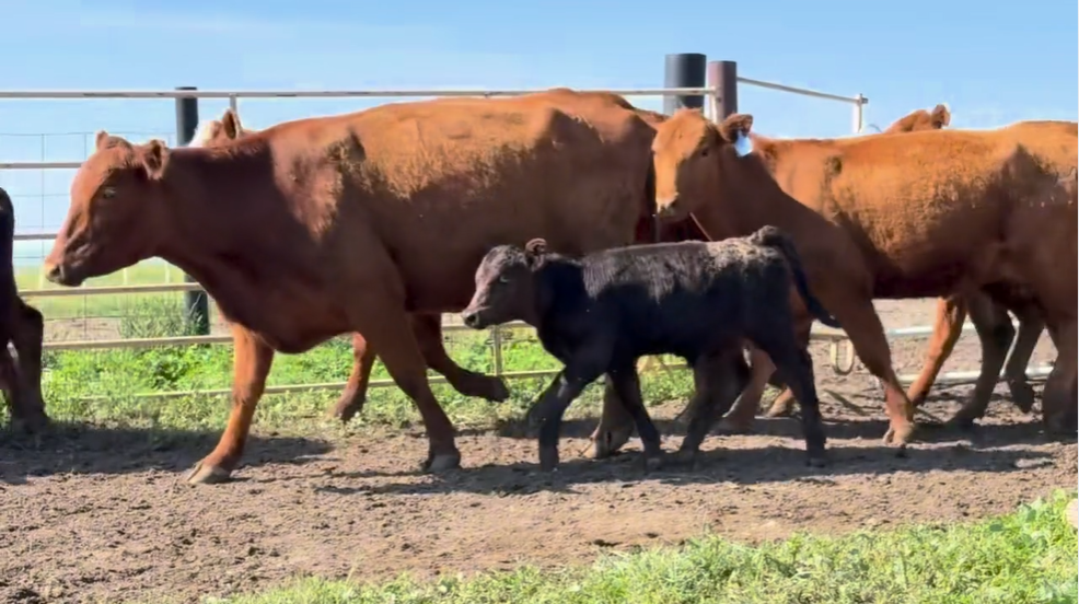 11 head of pairs red mommas black calves CP509B5